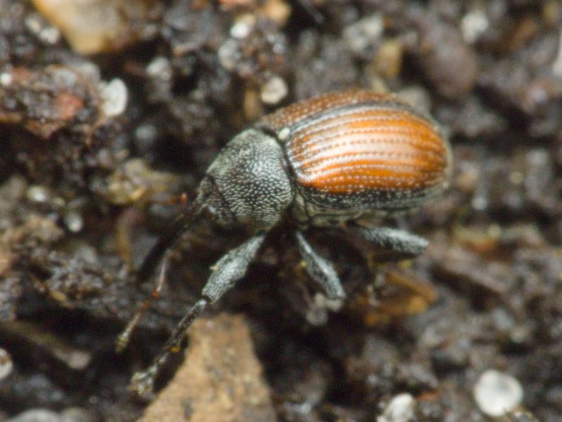 Anthonomus (Anthomorphus) phyllocola (Herbst, 1795)